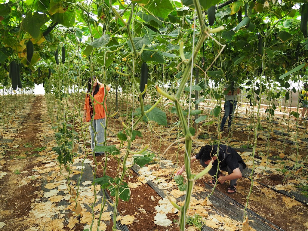 キュウリハウスの内部