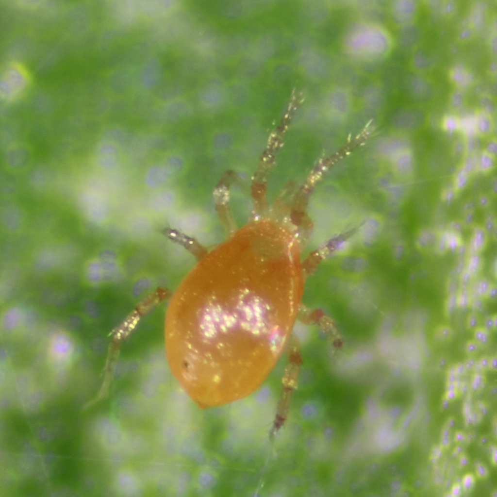 チリカブリダニ